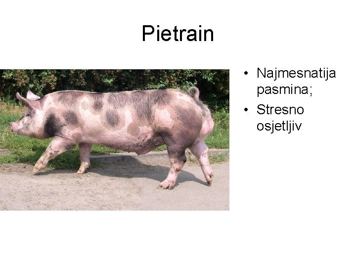 Pietrain • Najmesnatija pasmina; • Stresno osjetljiv 