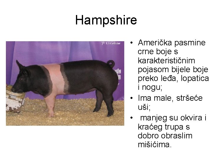 Hampshire • Američka pasmine crne boje s karakterističnim pojasom bijele boje preko leđa, lopatica