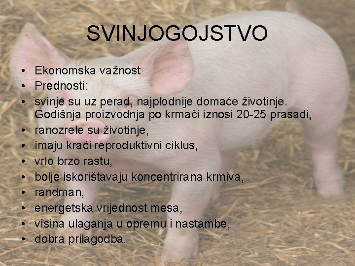 SVINJOGOJSTVO • Ekonomska važnost • Prednosti: • svinje su uz perad, najplodnije domaće životinje.