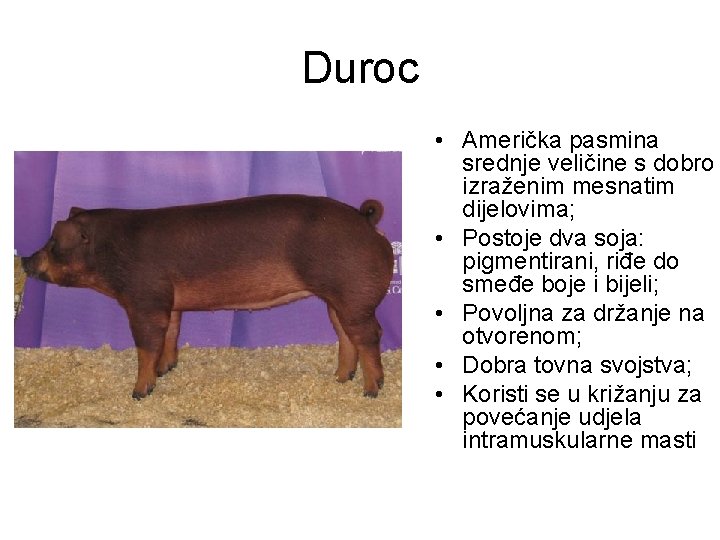 Duroc • Američka pasmina srednje veličine s dobro izraženim mesnatim dijelovima; • Postoje dva