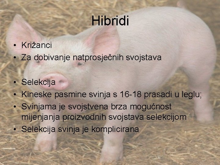 Hibridi • Križanci • Za dobivanje natprosječnih svojstava • Selekcija • Kineske pasmine svinja