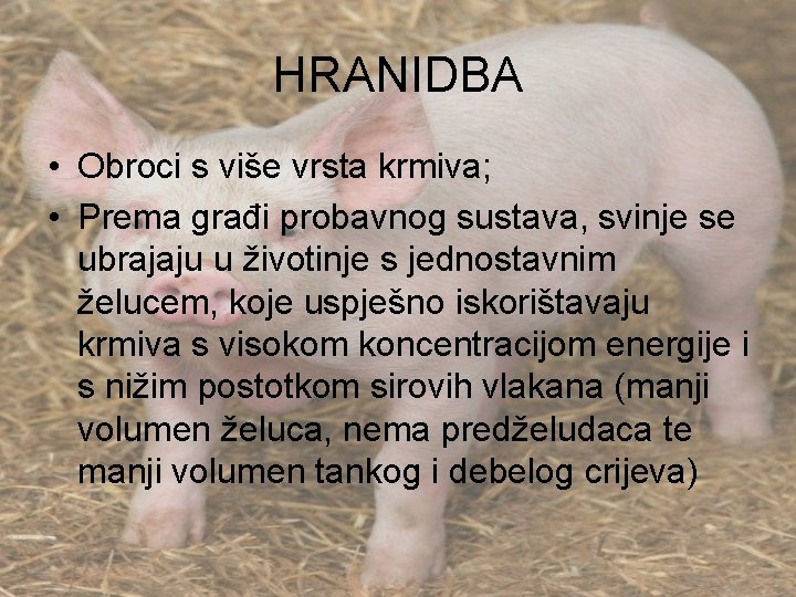 HRANIDBA • Obroci s više vrsta krmiva; • Prema građi probavnog sustava, svinje se