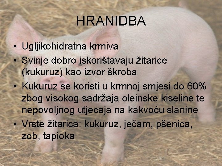 HRANIDBA • Ugljikohidratna krmiva • Svinje dobro iskorištavaju žitarice (kukuruz) kao izvor škroba •
