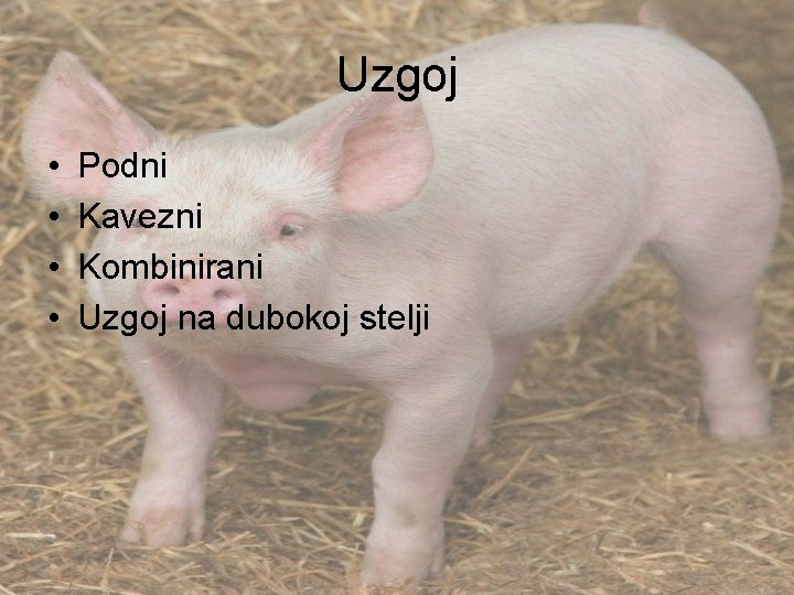 Uzgoj • • Podni Kavezni Kombinirani Uzgoj na dubokoj stelji 