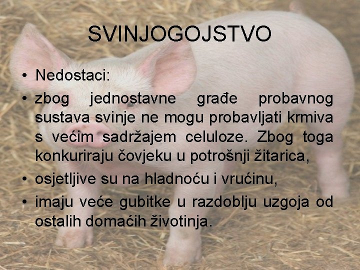 SVINJOGOJSTVO • Nedostaci: • zbog jednostavne građe probavnog sustava svinje ne mogu probavljati krmiva