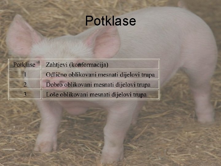 Potklase 