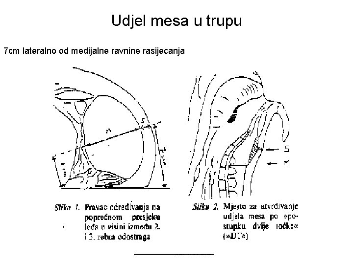Udjel mesa u trupu 7 cm lateralno od medijalne ravnine rasijecanja 