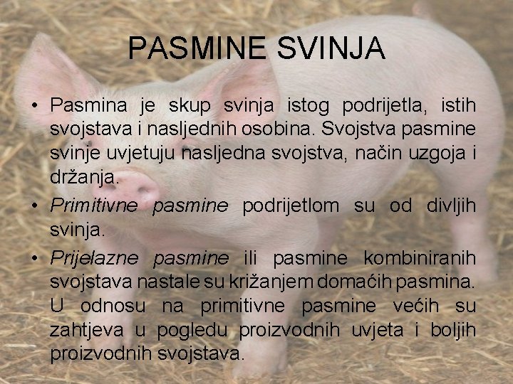 PASMINE SVINJA • Pasmina je skup svinja istog podrijetla, istih svojstava i nasljednih osobina.