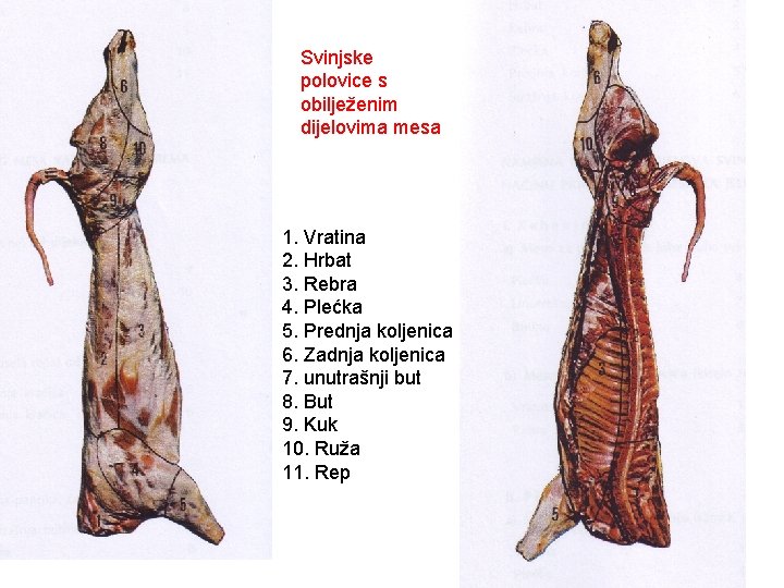 Svinjske polovice s obilježenim dijelovima mesa 1. Vratina 2. Hrbat 3. Rebra 4. Plećka