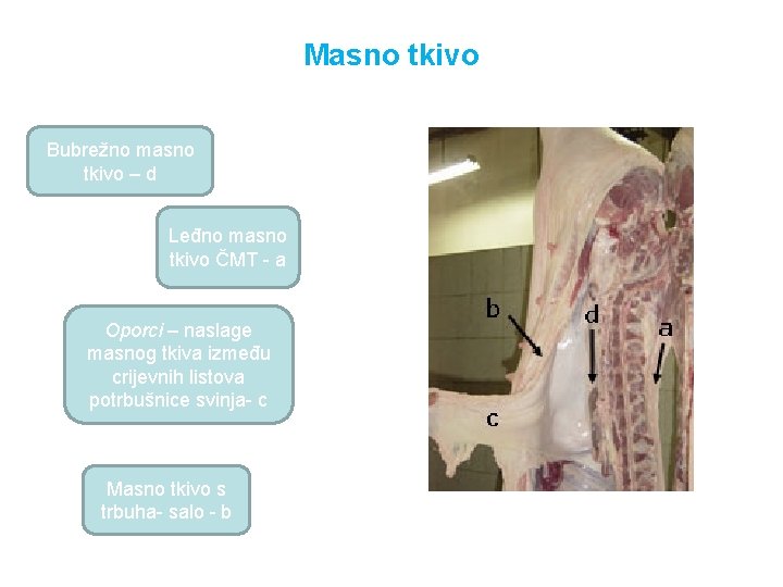 Masno tkivo Bubrežno masno tkivo – d Leđno masno tkivo ČMT - a Oporci