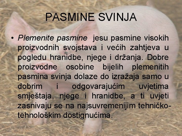 PASMINE SVINJA • Plemenite pasmine jesu pasmine visokih proizvodnih svojstava i većih zahtjeva u