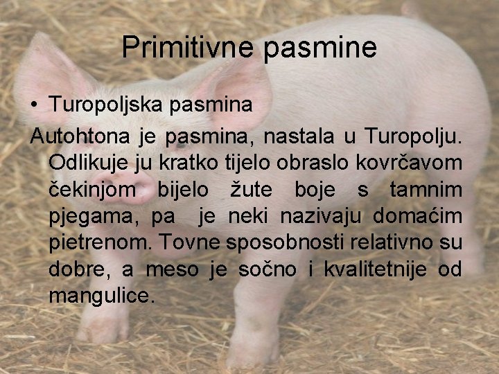 Primitivne pasmine • Turopoljska pasmina Autohtona je pasmina, nastala u Turopolju. Odlikuje ju kratko