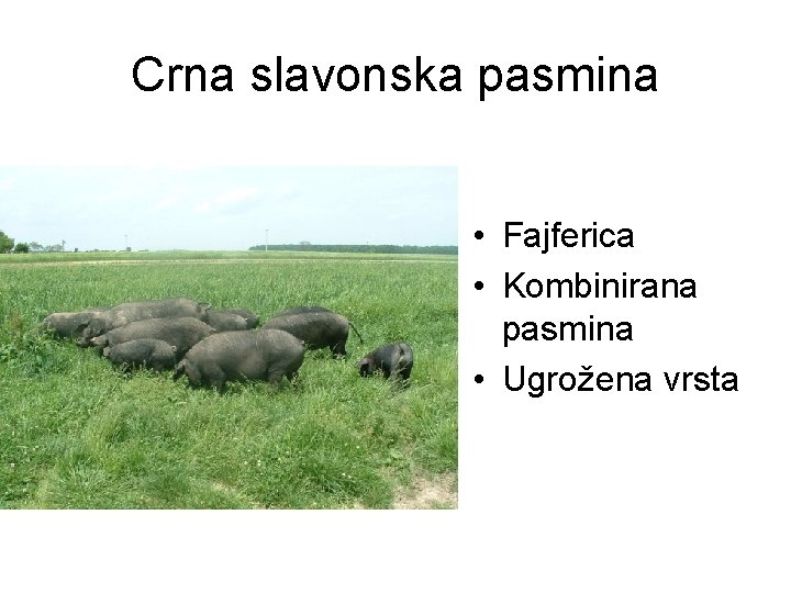 Crna slavonska pasmina • Fajferica • Kombinirana pasmina • Ugrožena vrsta 