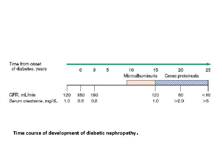 Time course of development of diabetic nephropathy. 