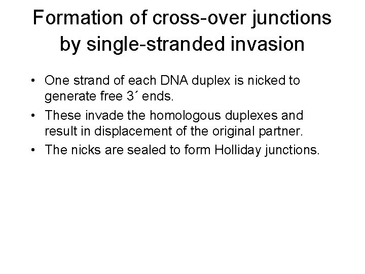 Formation of cross-over junctions by single-stranded invasion • One strand of each DNA duplex