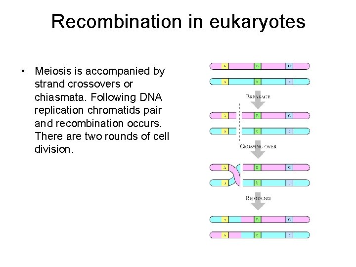 Recombination in eukaryotes • Meiosis is accompanied by strand crossovers or chiasmata. Following DNA