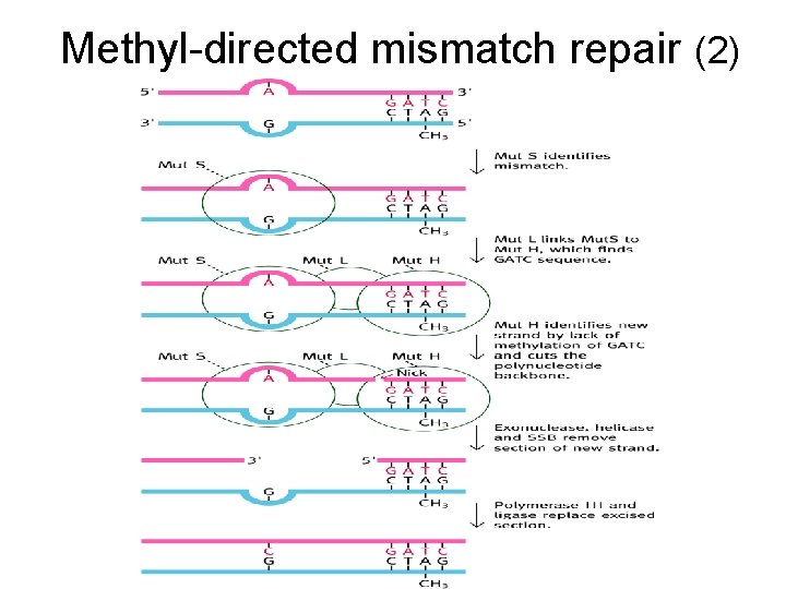 Methyl-directed mismatch repair (2) 