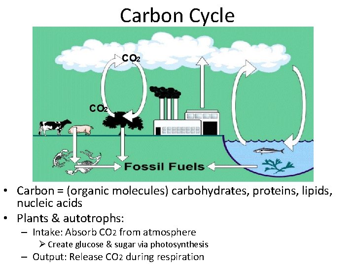 Carbon Cycle CO 2 • Carbon = (organic molecules) carbohydrates, proteins, lipids, nucleic acids
