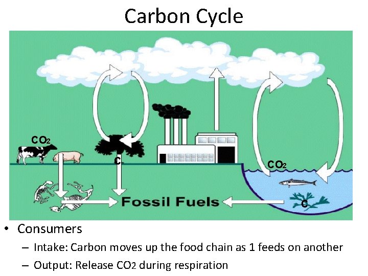 Carbon Cycle CO 2 C • Consumers – Intake: Carbon moves up the food