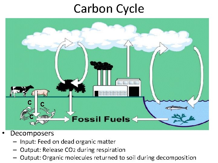 Carbon Cycle C C C • Decomposers – Input: Feed on dead organic matter