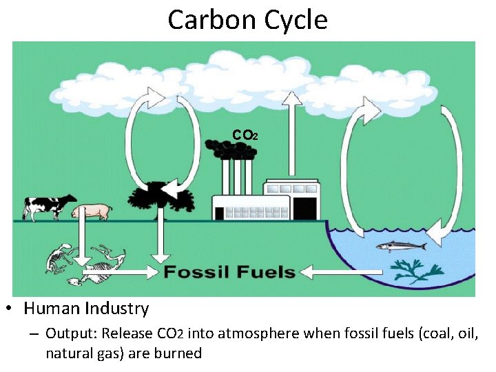 Carbon Cycle CO 2 • Human Industry – Output: Release CO 2 into atmosphere
