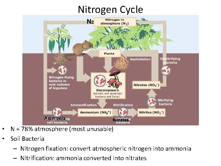 Nitrogen Cycle N 2 Ammonia Nitrates • N = 78% atmosphere (most unusable) •