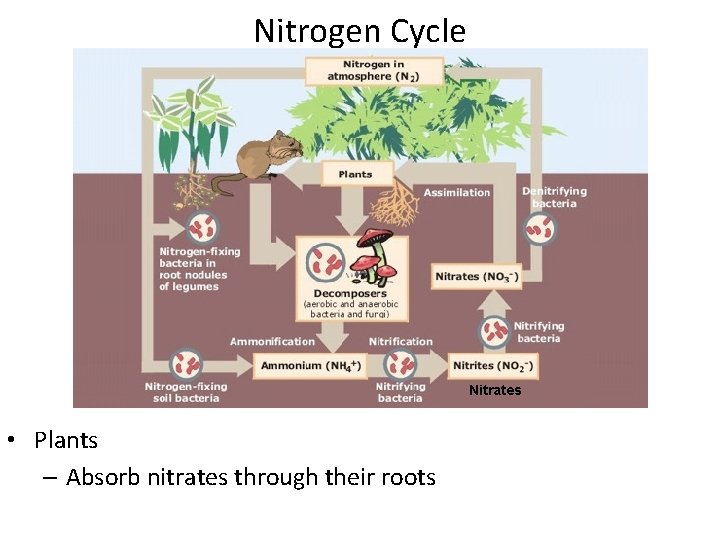 Nitrogen Cycle Nitrates • Plants – Absorb nitrates through their roots 