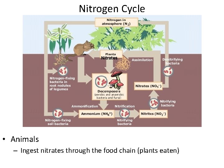 Nitrogen Cycle Nitrates • Animals – Ingest nitrates through the food chain (plants eaten)