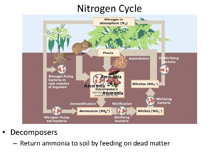 Nitrogen Cycle Ammonia • Decomposers – Return ammonia to soil by feeding on dead