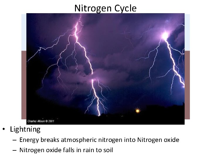 Nitrogen Cycle • Lightning – Energy breaks atmospheric nitrogen into Nitrogen oxide – Nitrogen