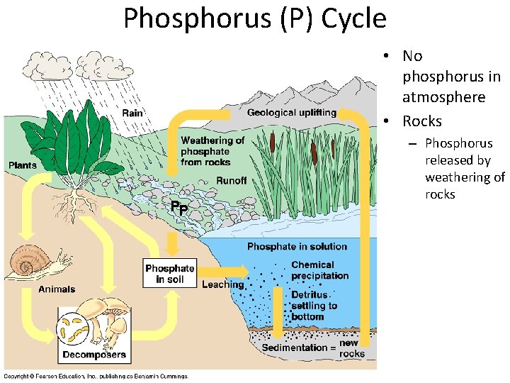 Phosphorus (P) Cycle • No phosphorus in atmosphere • Rocks PP – Phosphorus released
