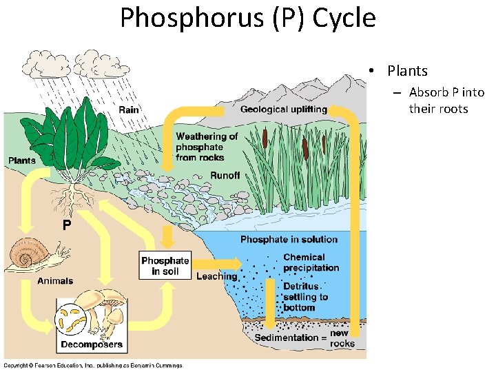 Phosphorus (P) Cycle • Plants – Absorb P into their roots P 