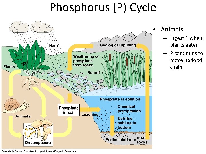 Phosphorus (P) Cycle • Animals P – Ingest P when plants eaten – P