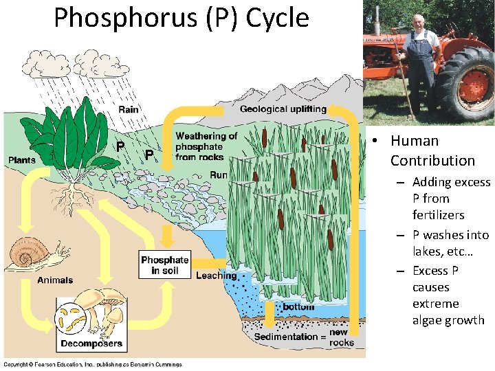 Phosphorus (P) Cycle P P P • Human Contribution – Adding excess P from