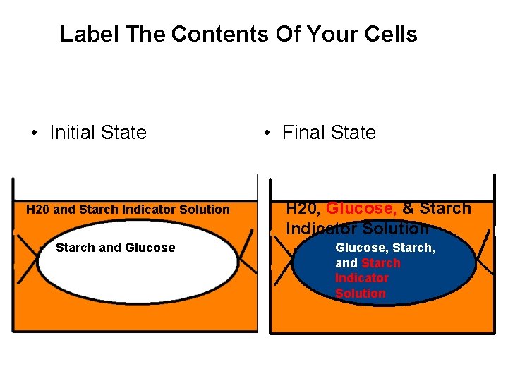 Label The Contents Of Your Cells • Initial State H 20 and Starch Indicator