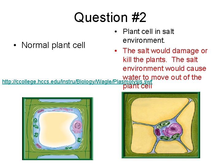 Question #2 • Plant cell in salt environment. • Normal plant cell • The