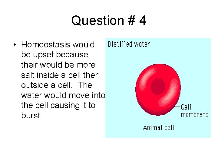 Question # 4 • Homeostasis would be upset because their would be more salt