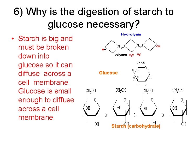 6) Why is the digestion of starch to glucose necessary? • Starch is big