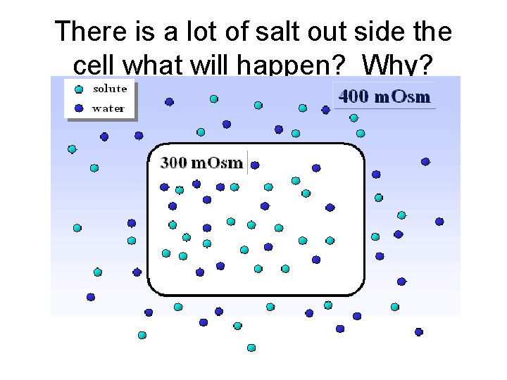 There is a lot of salt out side the cell what will happen? Why?