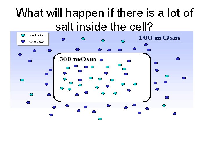 What will happen if there is a lot of salt inside the cell? 