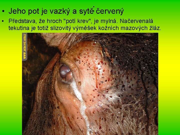  • Jeho pot je vazký a sytě: červený • Představa, že hroch "potí