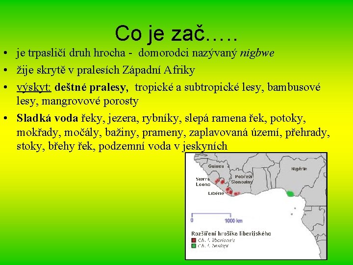 Co je zač…. . • je trpasličí druh hrocha - domorodci nazývaný nigbwe •