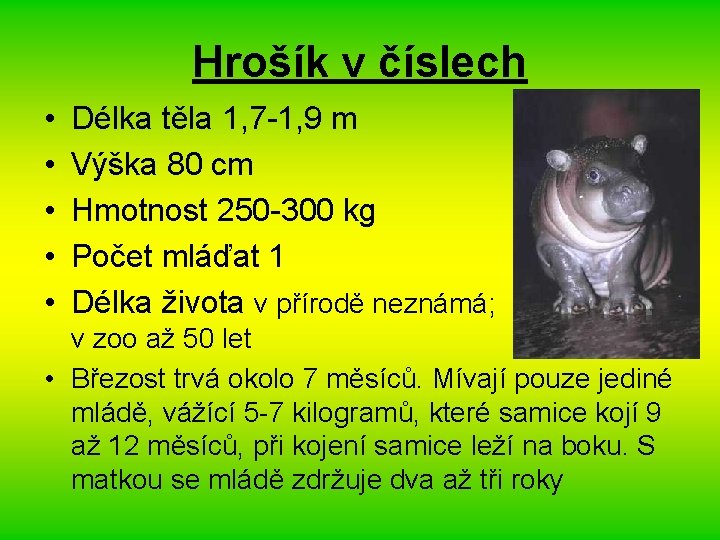 Hrošík v číslech • • • Délka těla 1, 7 -1, 9 m Výška