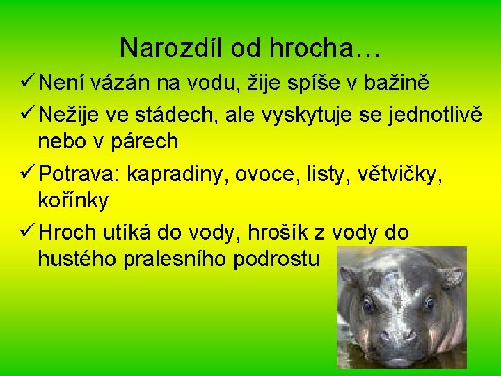 Narozdíl od hrocha… ü Není vázán na vodu, žije spíše v bažině ü Nežije