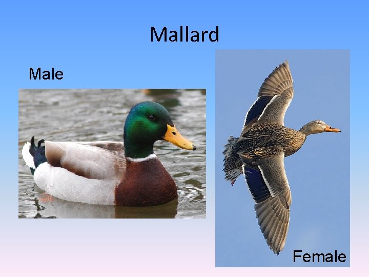 Mallard Male Female 