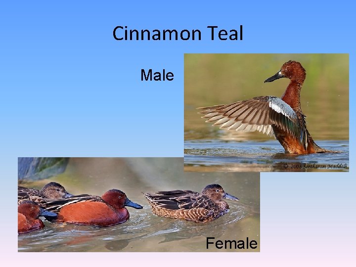 Cinnamon Teal Male Female 