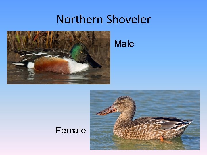 Northern Shoveler Male Female 