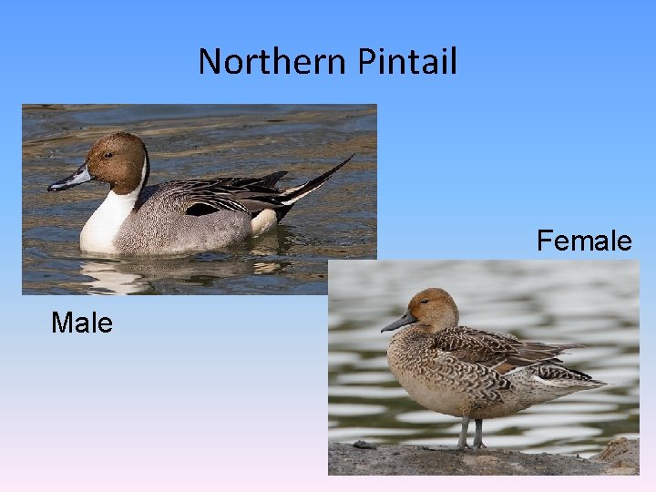 Northern Pintail Female Male 