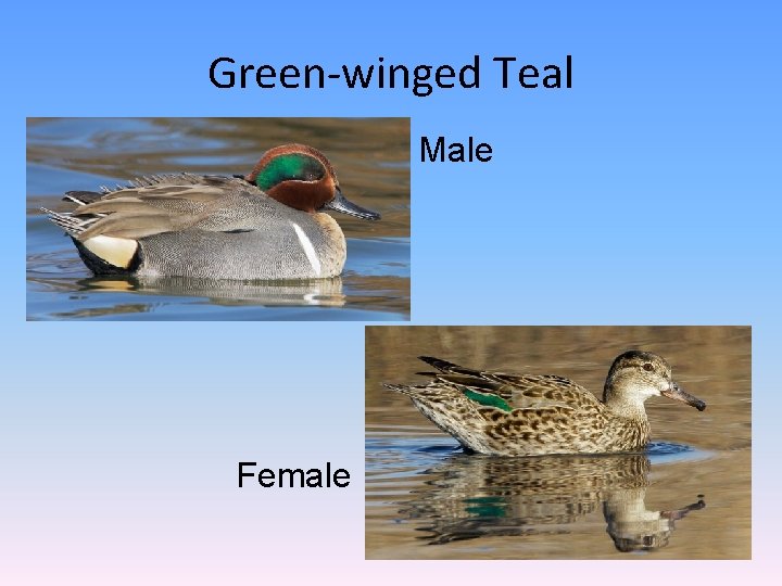 Green-winged Teal Male Female 