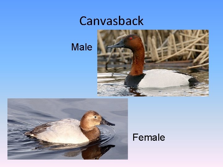 Canvasback Male Female 